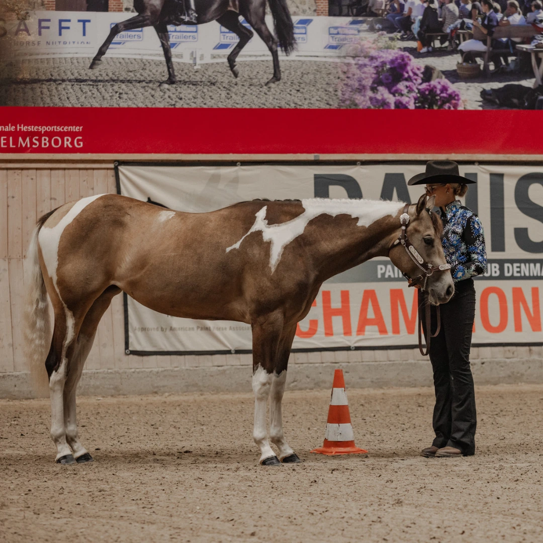 PHCDK Young Horse Showmanship